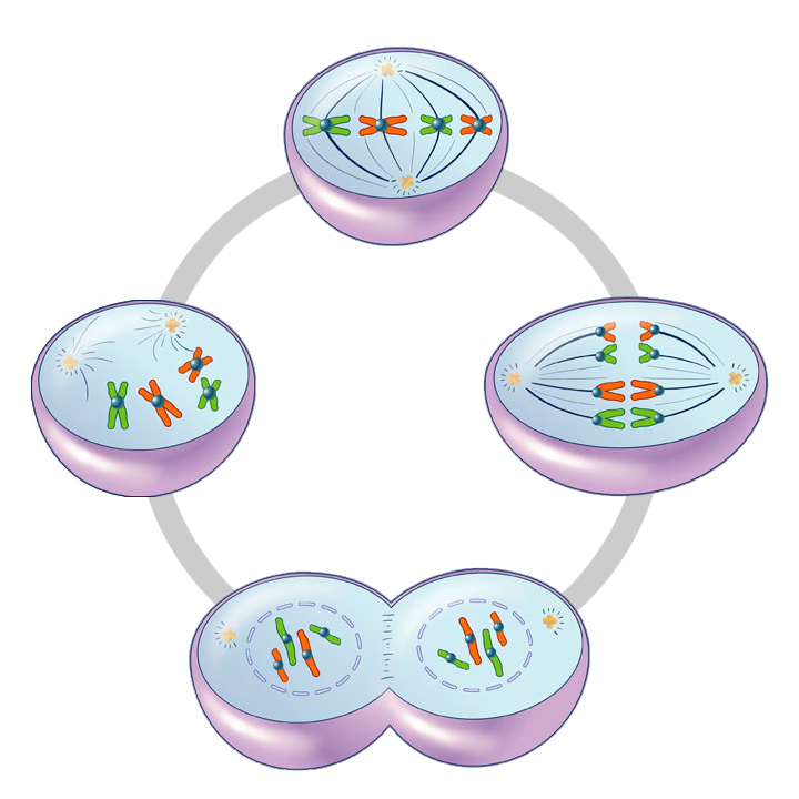 Mitosis | Illustr8.science